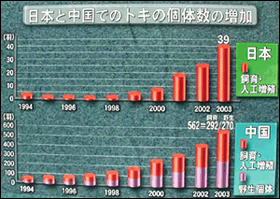 日本と中国でのトキの個体数の増加