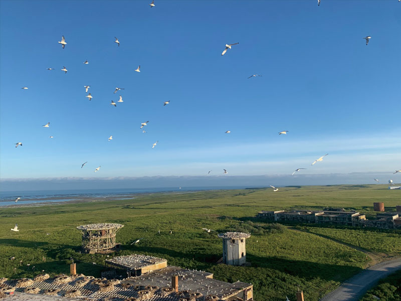 ミドルトン島は多様な海鳥類の繁殖地