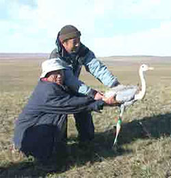 モンゴルで衛星追跡用発信機をつけたマナヅル