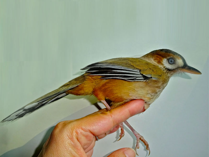 ヒゲガビチョウ 広がる外来鳥類 読み物コーナー 山階鳥類研究所