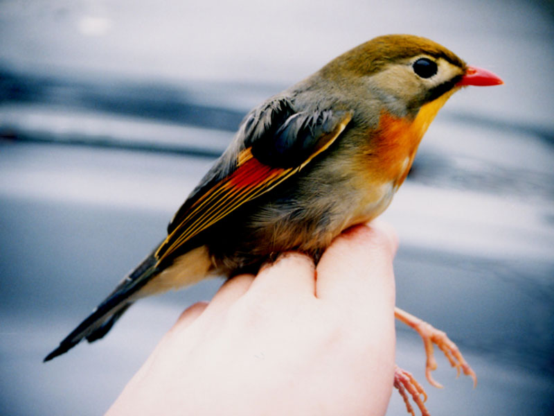 ヒゲガビチョウ 広がる外来鳥類 読み物コーナー 山階鳥類研究所