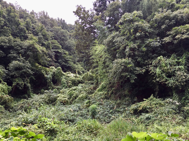 ヒゲガビチョウ 広がる外来鳥類 読み物コーナー 山階鳥類研究所