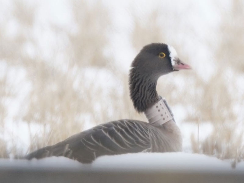 写真 日本初標識のカリガネ