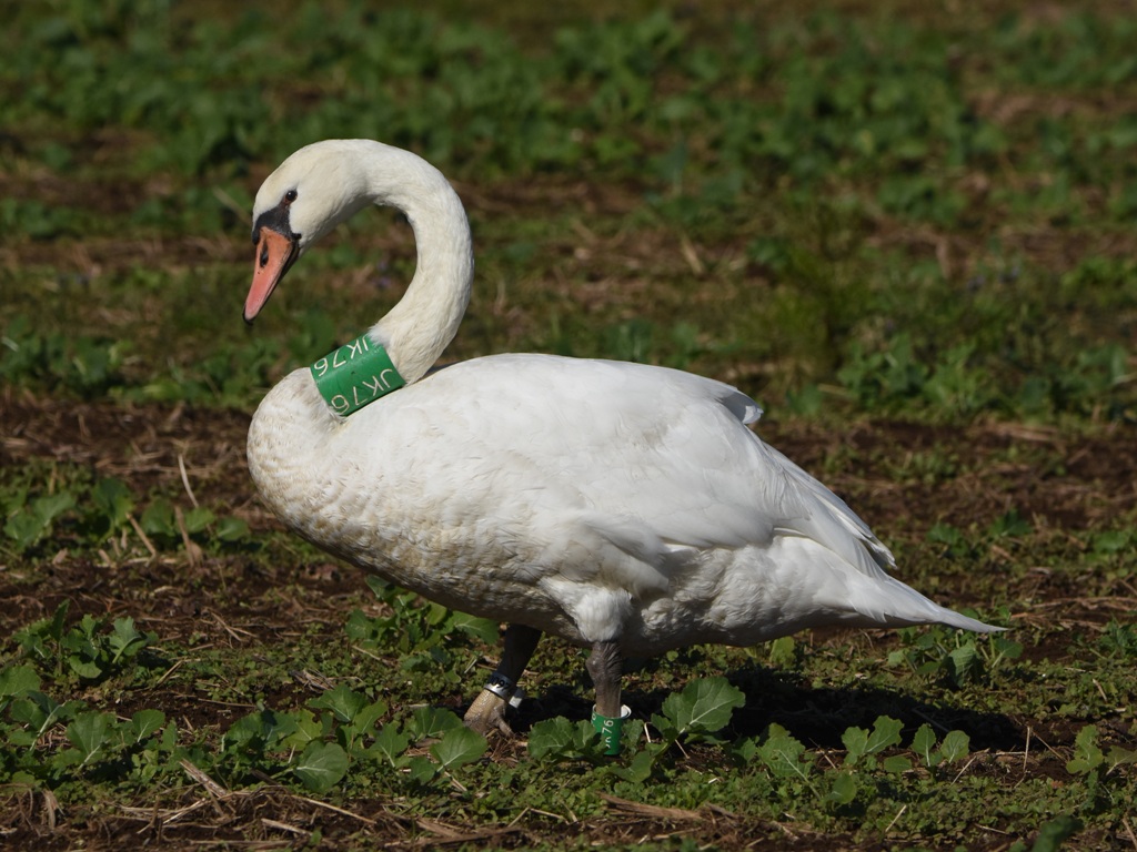 写真：手賀沼で標識されたコブハクチョウ