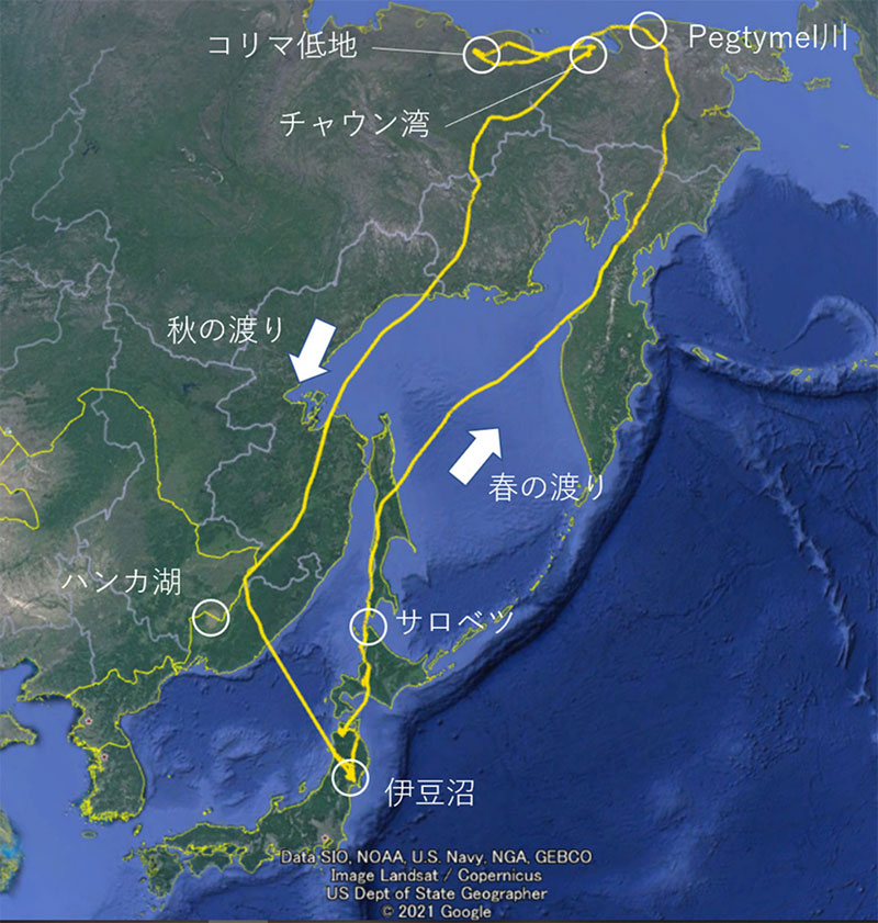 図 カリガネの渡りルート