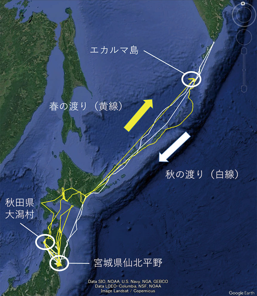 図 シジュウカラガンの渡りルート