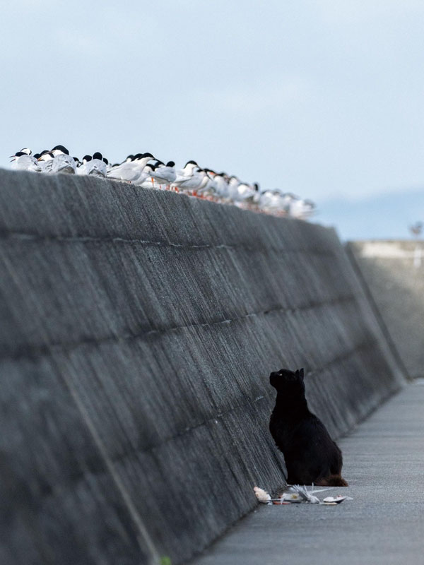 写真 ベニアジサシを狙うネコ