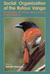 Social Organization of the Rufous Vanga