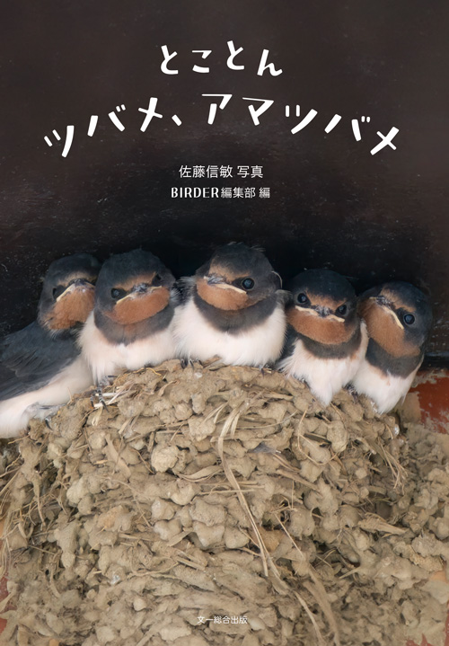 とことんツバメ、アマツバメ
