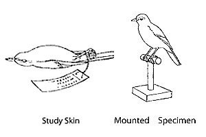 study skin & mounted specimen5