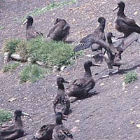 写真｜アホウドリのヒナ、巣立ち直前（クリックすると大きいサイズの写真が見られます）