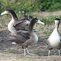 写真｜アホウドリ、鳥島に帰ってすぐの若鳥（クリックすると大きいサイズの写真が見られます）