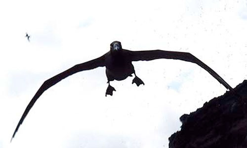 photo: black-footed albatross
