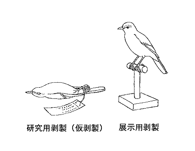 研究用剥製と展示用剥製