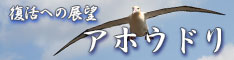 アホウドリのページ