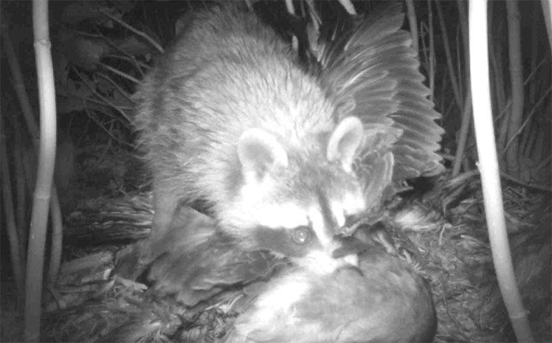 ウミネコの雛を捕食するアライグマ