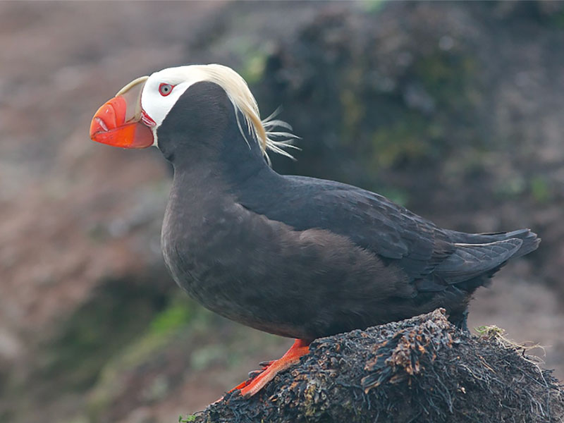 ミドルトン島のエトピリカ