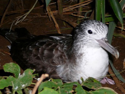 オオミズナギドリ親鳥