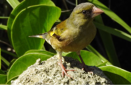 写真：オガサワラカワラヒワ