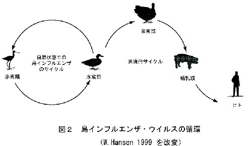 図2 鳥インフルエンザ・ウィルスの循環