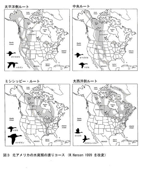 図3 北アメリカの水禽類の渡りコース