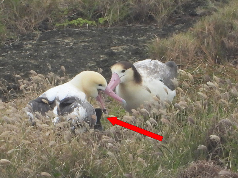 写真：聟島アホウドリ