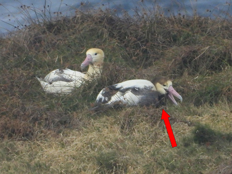 写真：聟島のアホウドリ