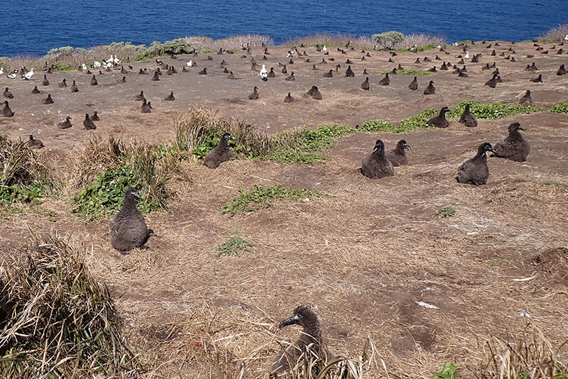 鳥島発根崎