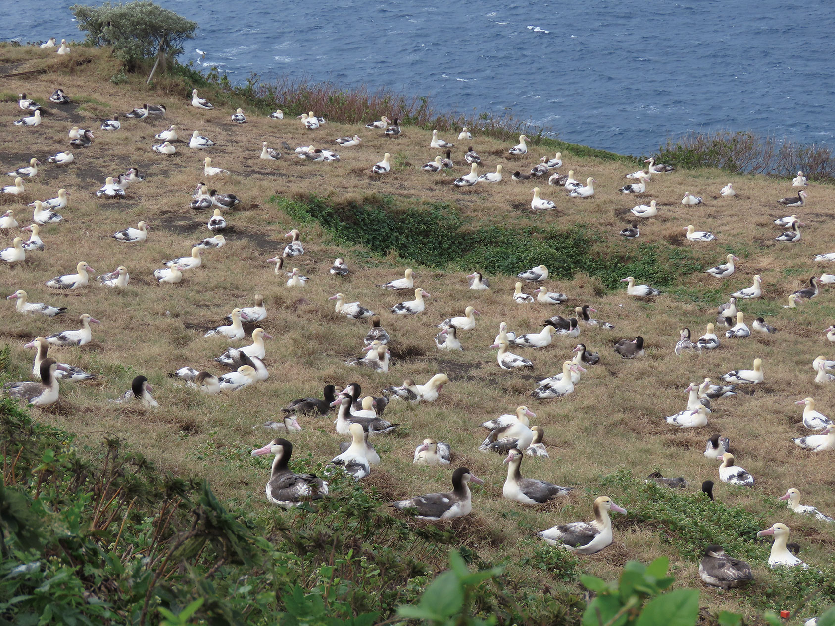 写真:鳥島の初寝崎営巣地の様子
