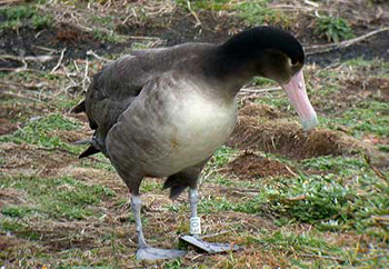 帰還したアホウドリ