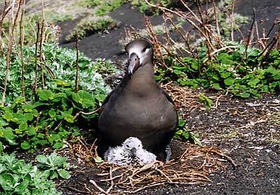 写真｜クロアシアホウドリ