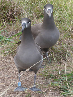 クロアシアホウドリつがい