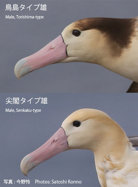 鳥島タイプと尖閣タイプ