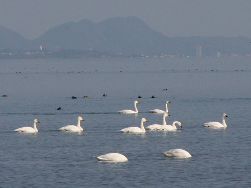 宍道湖のコハクチョウ