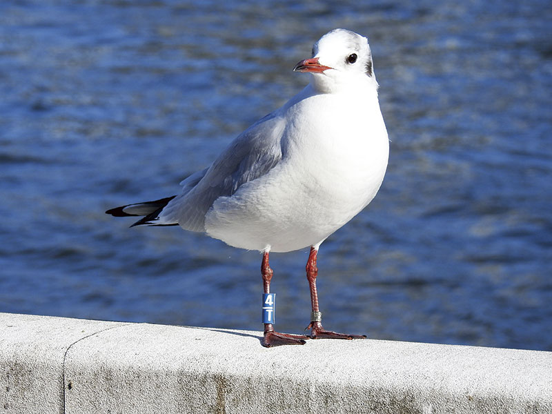 ユリカモメ