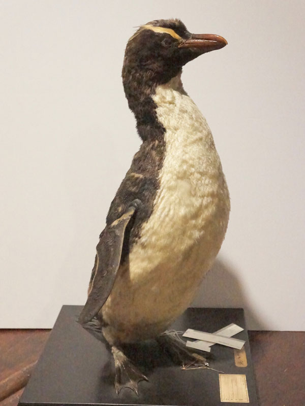 YIO-01264マユダチペンギン