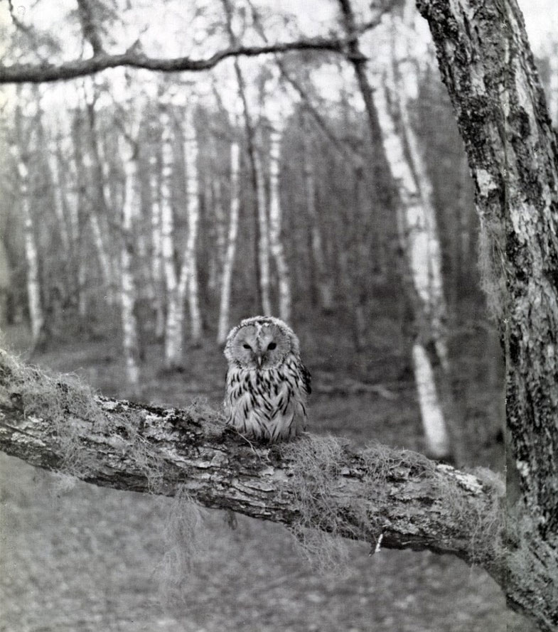 フクロウ写真