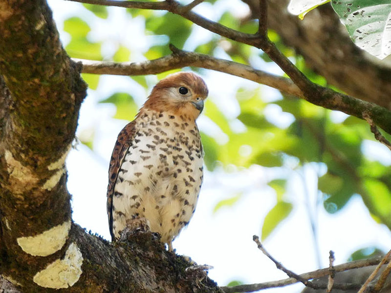 写真 モーリシャスチョウゲンボウ