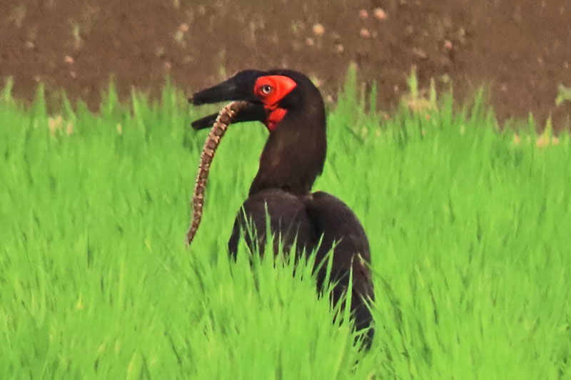 写真 ミナミジサイチョウ