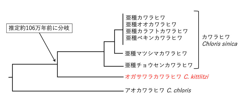 図:系統樹