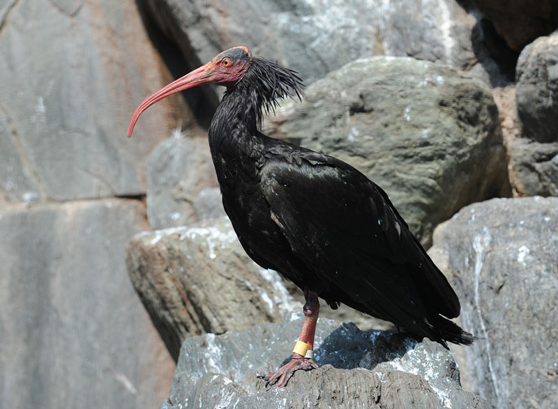 写真：ホオアカトキ