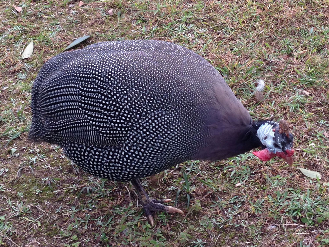 ホロホロチョウ