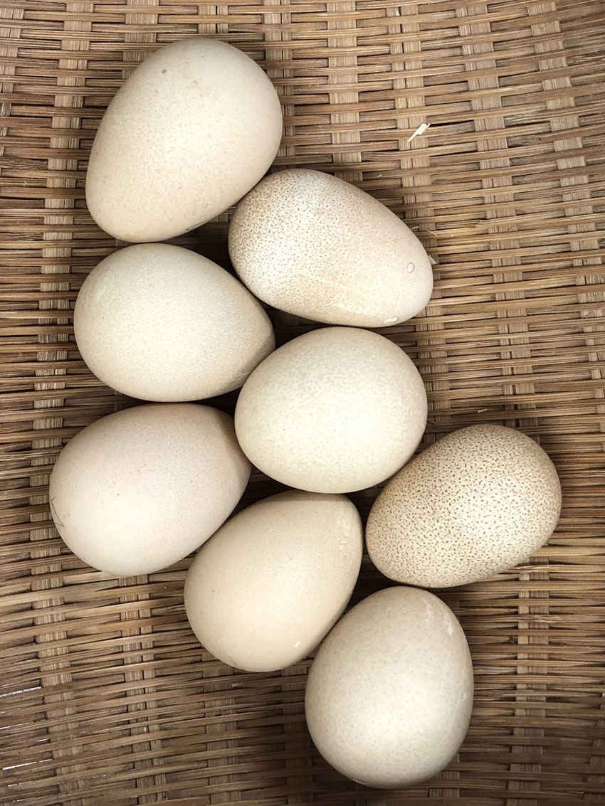 ホロホロチョウの卵
				
