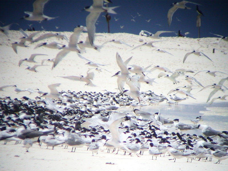 写真：越冬地でのベニアジサシの群れ