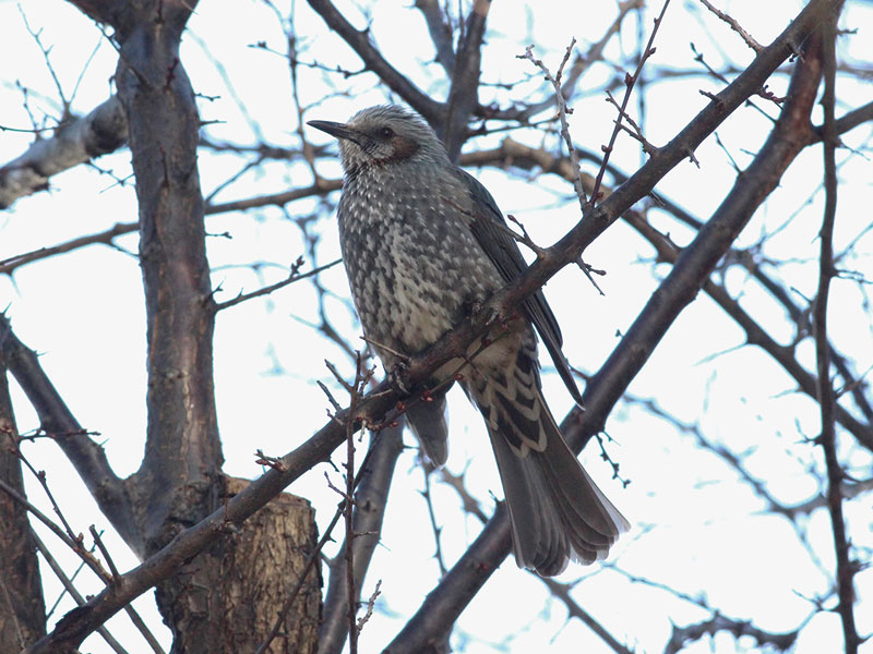 写真：ヒヨドリ
