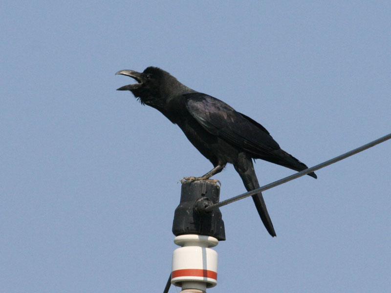 写真：ハシブトガラス