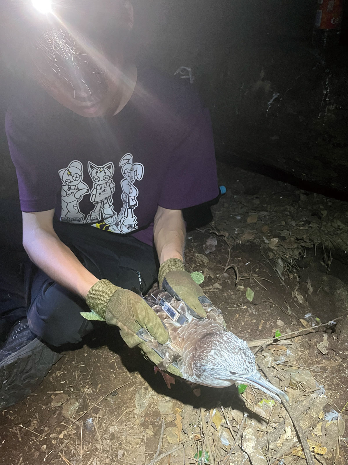 写真：2冠島でオオミズナギドリにデータロガーを装着する様子