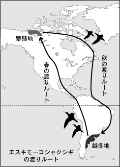 図：エスキモーコシャクシギの渡りルート