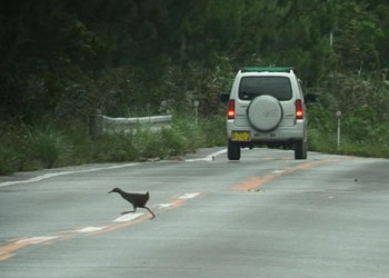 写真｜道路を横断するヤンバルクイナ