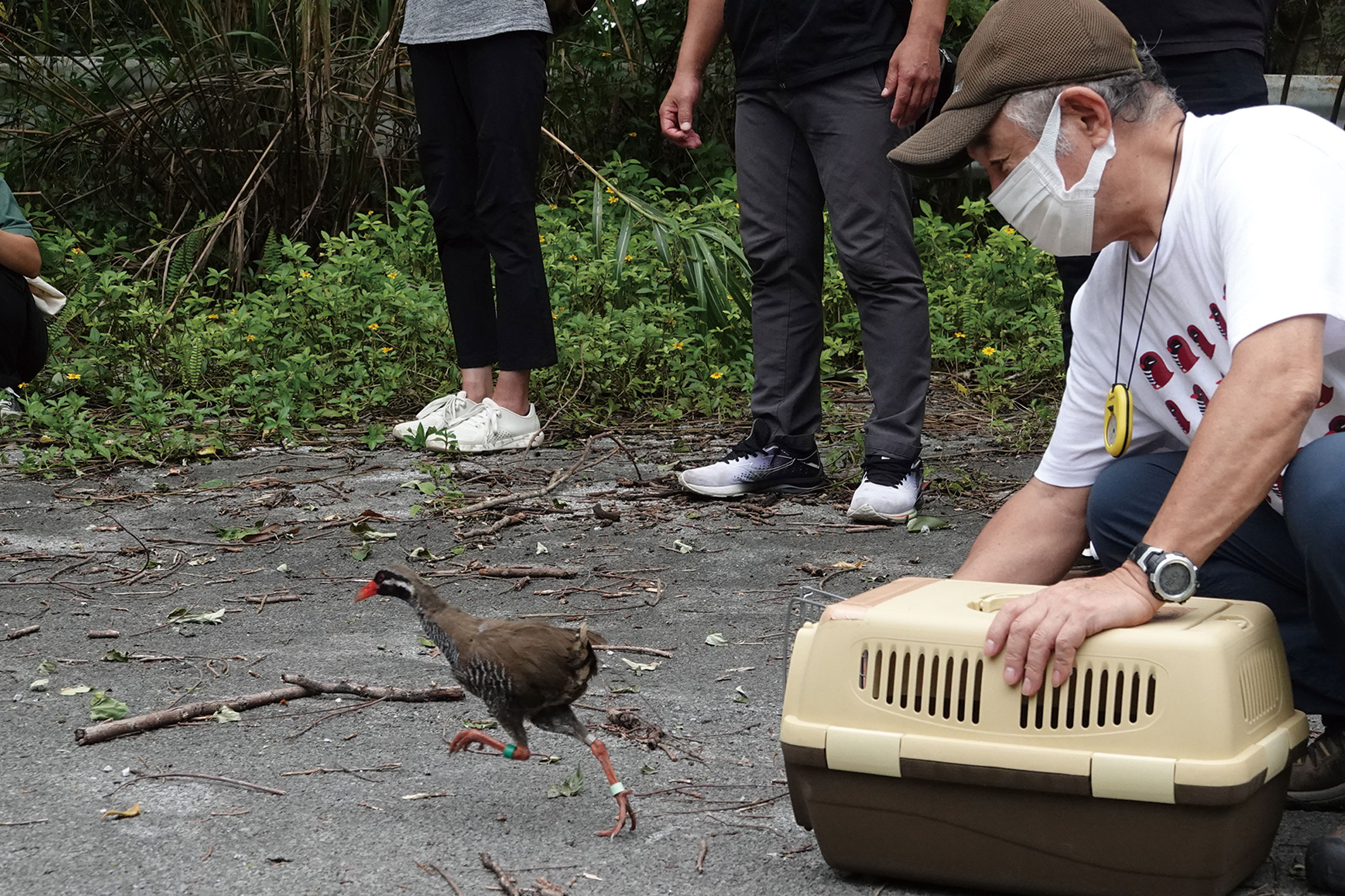 写真:人工繁殖させた個体の放鳥